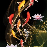 아홉마리의 비단잉어(PK2000_3234)